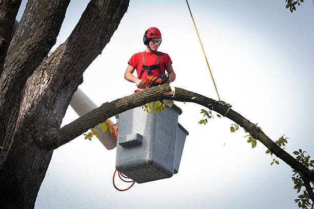 Best Local Tree Services  in Ardmore, AL